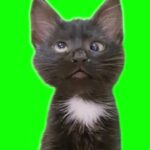 Green Screen Meowing Cat Meme