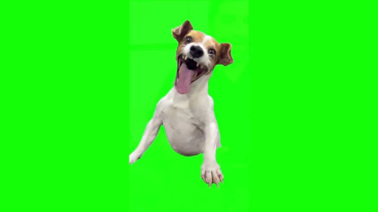 dog laugh green screen