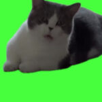 Cat stretching meme green screen