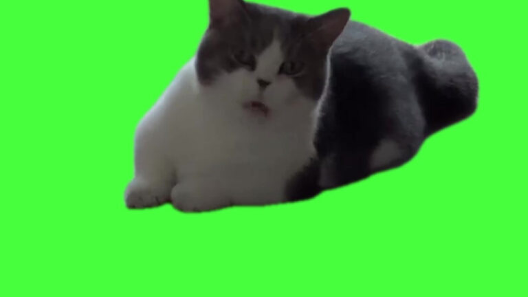 Cat stretching meme green screen